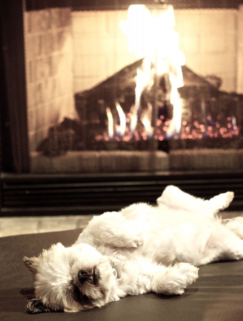 dog fireplace