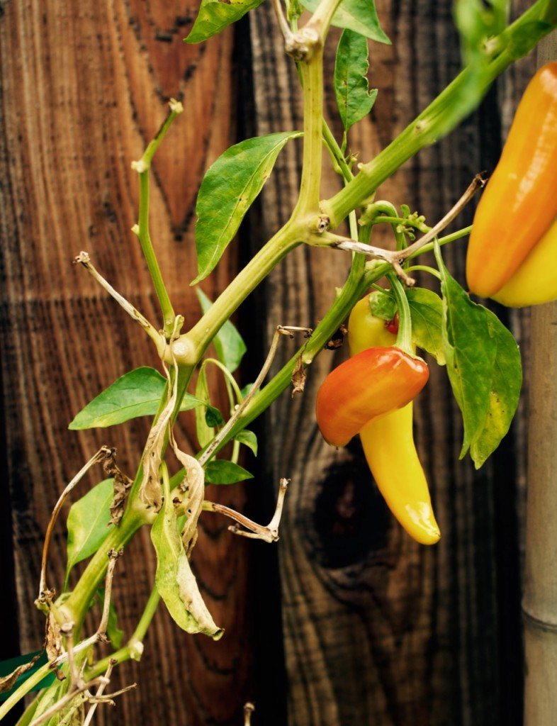 grow your own peppers