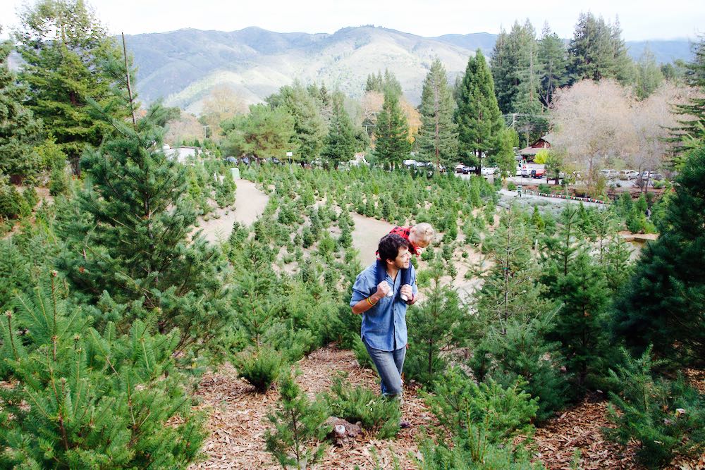 How to pick your own tree at a Christmas tree farm