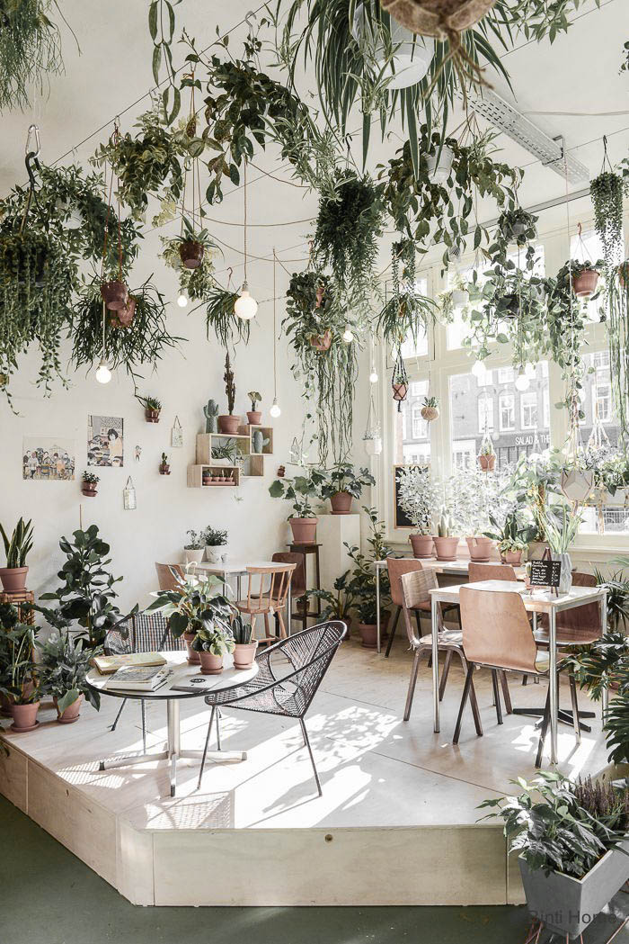 Big, open space with lots of plants hanging from ceiling