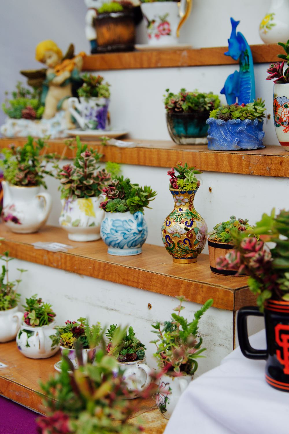Miniature succulents in porcelain jars