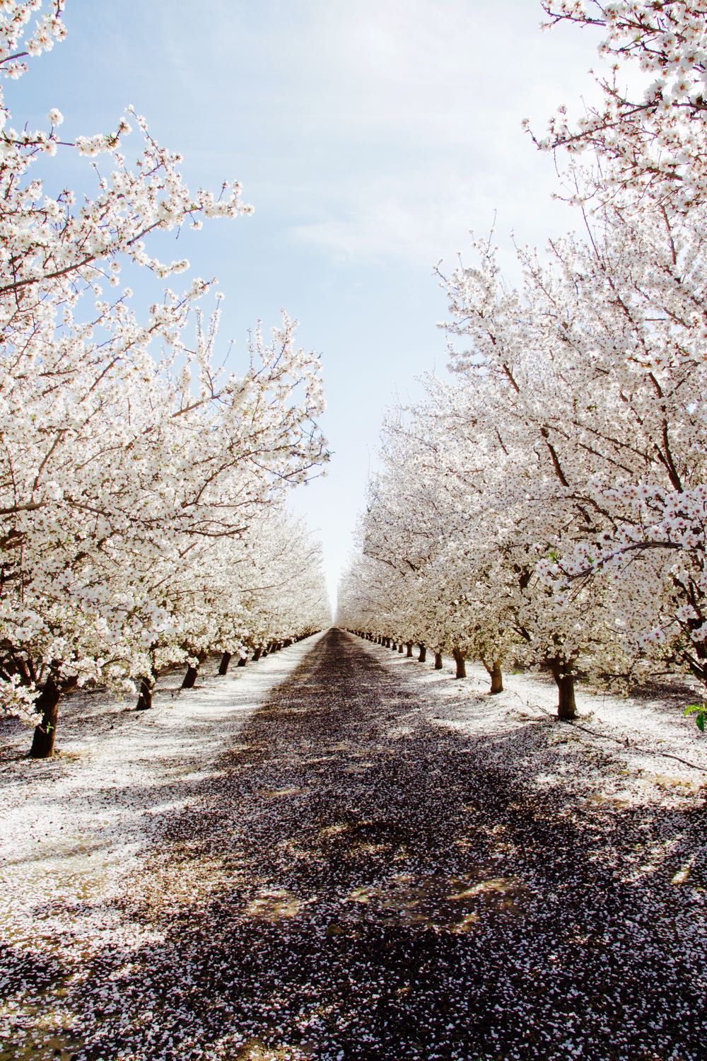 Almond tree blossoms in southern California