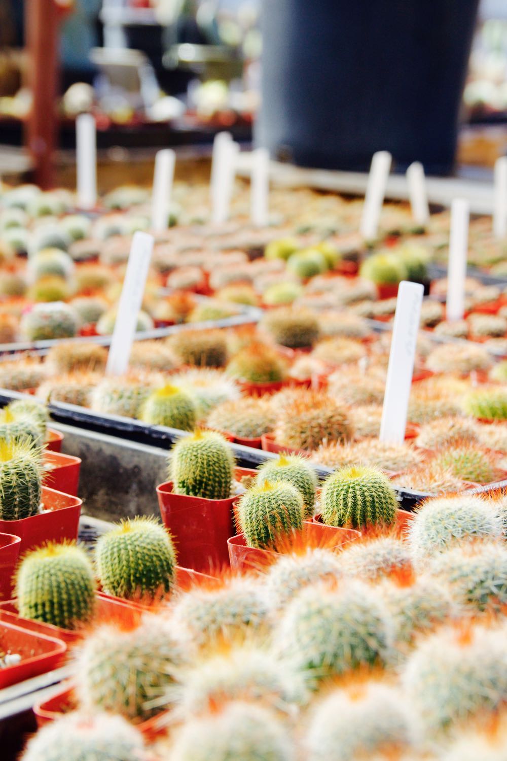 The Cactus Mart in Morongo Valley, California