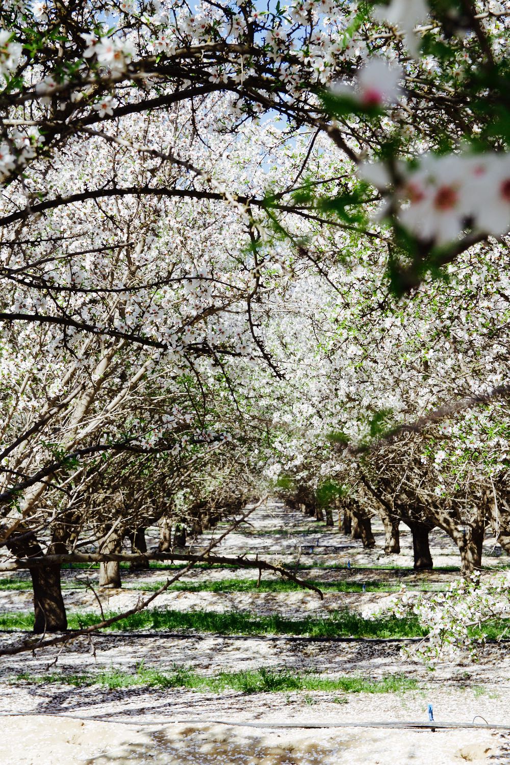 Almond blossoms in bloom