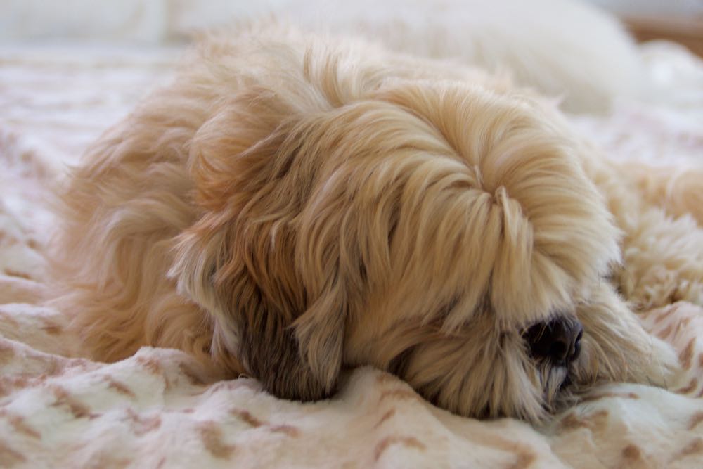 Lhasa apso on a soft blanket