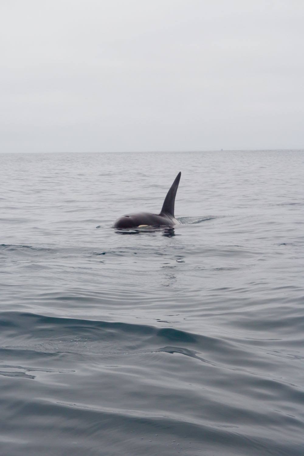Amazing whale watching for orcas in Monterey Bay