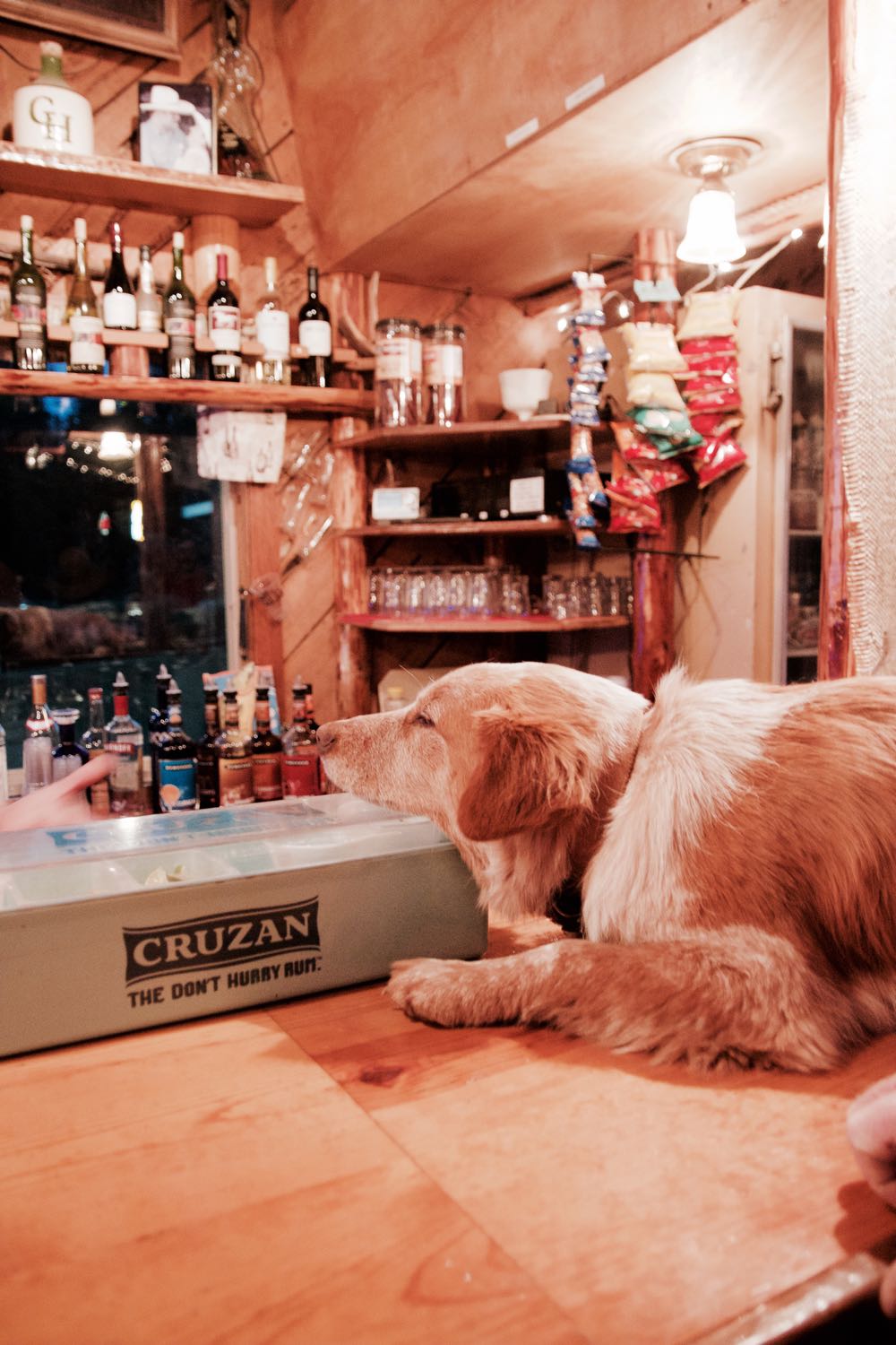 dog at the bar at greenhorn ranch