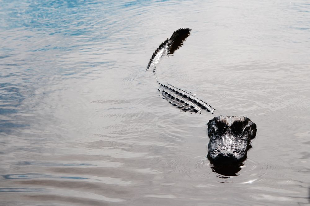cajun encounters alligator tour in new orleans