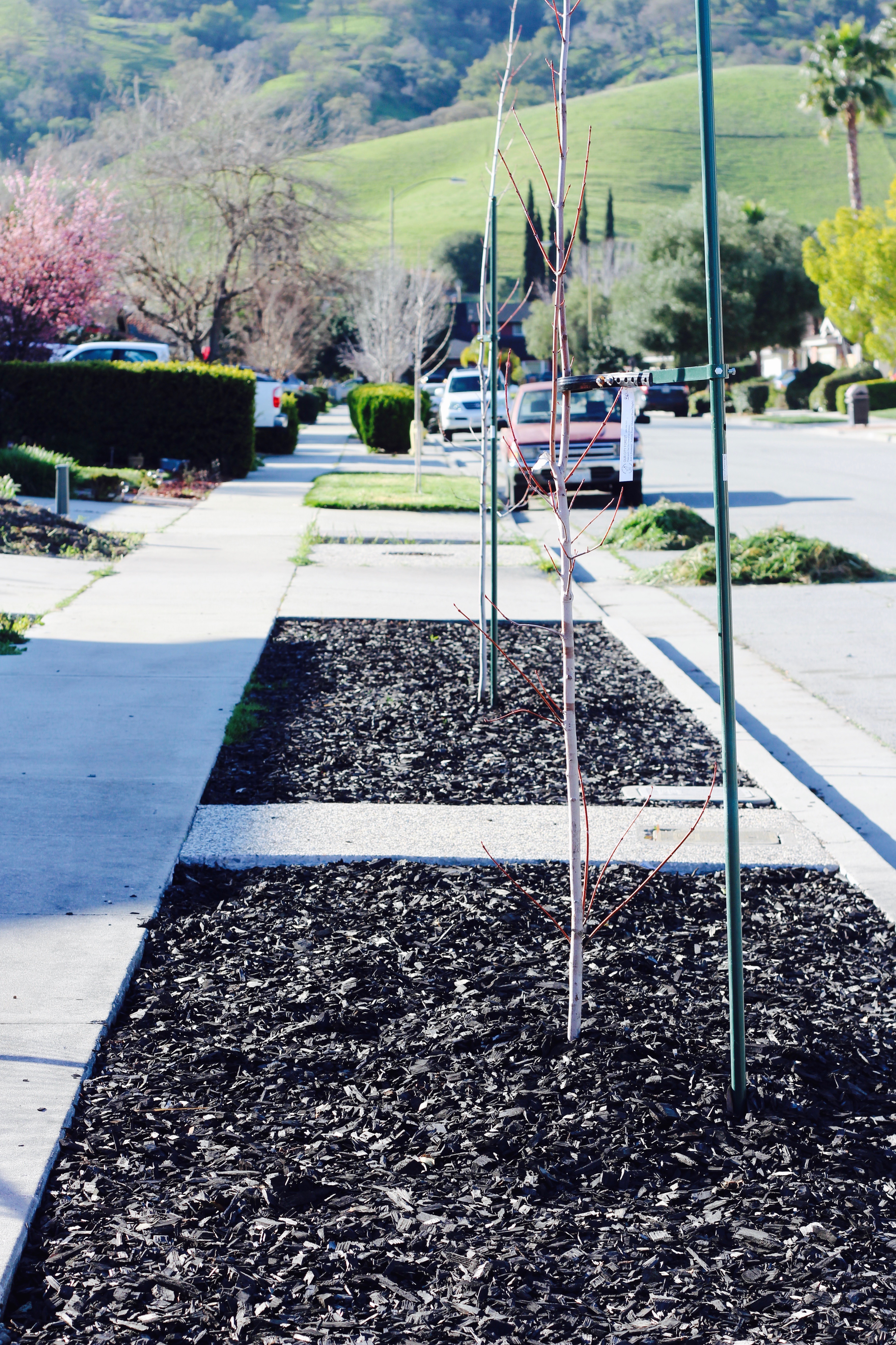 how to use black mulch for your home exterior landscaping