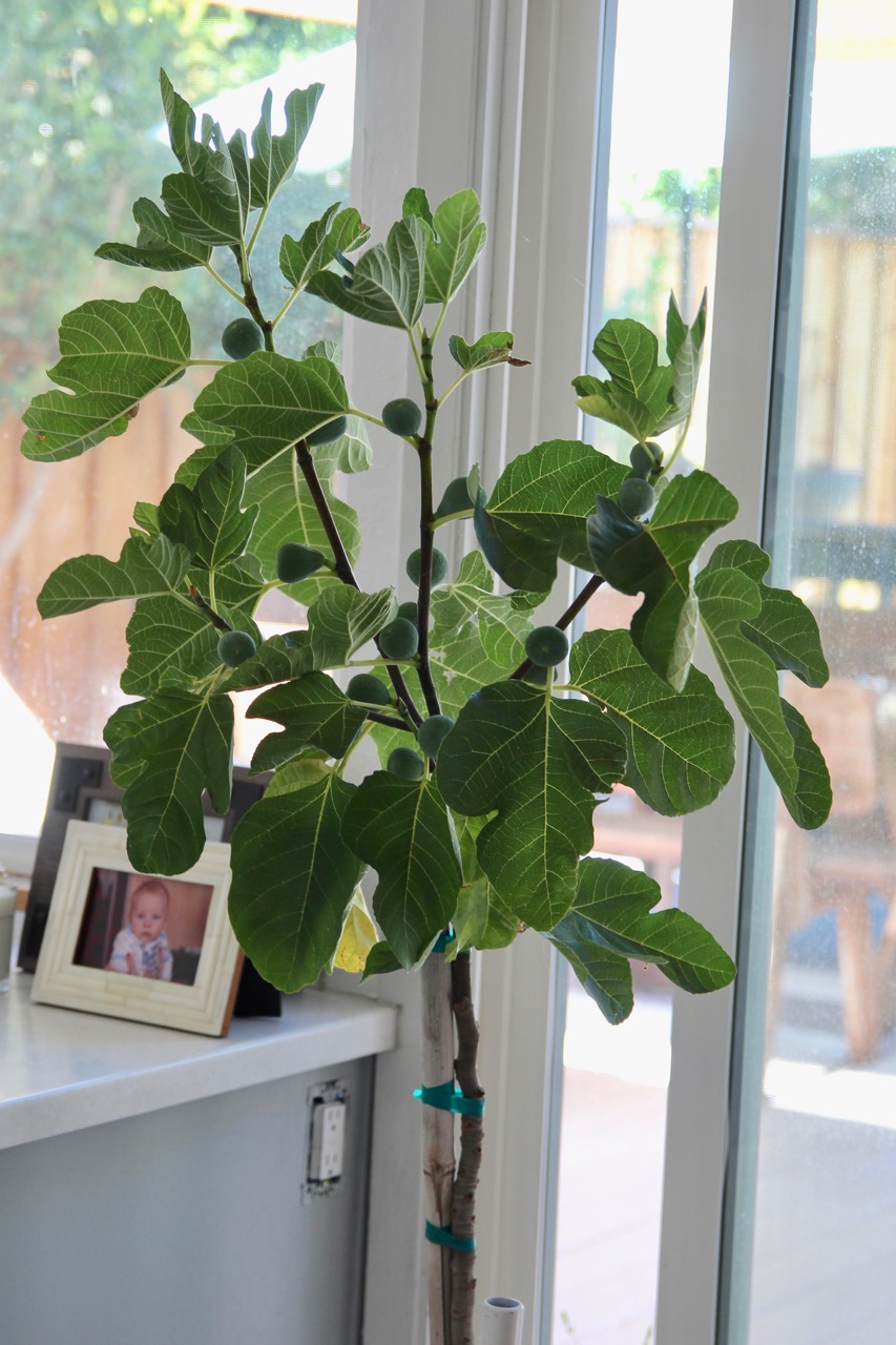 a less expensive alternative to the fiddle leaf fig