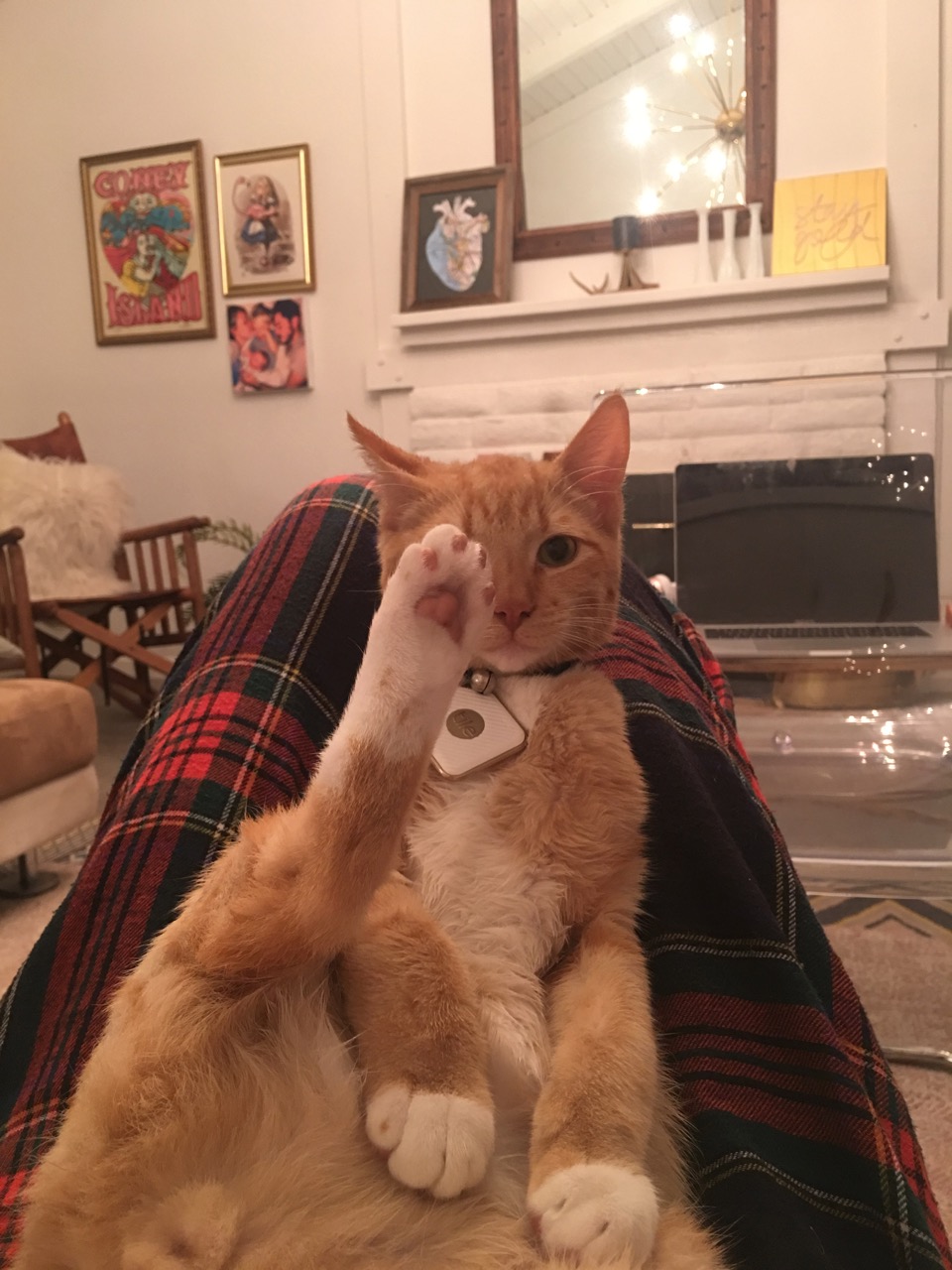 weird cat sticking foot in face