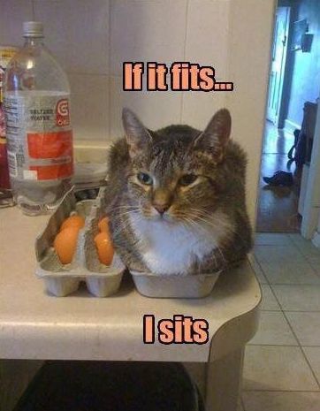 Elegant Best Cat Meme Best Cat Memes On The Internet Top Mobile