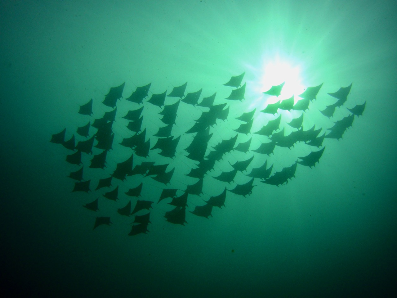 indonesia scuba diving devil rays
