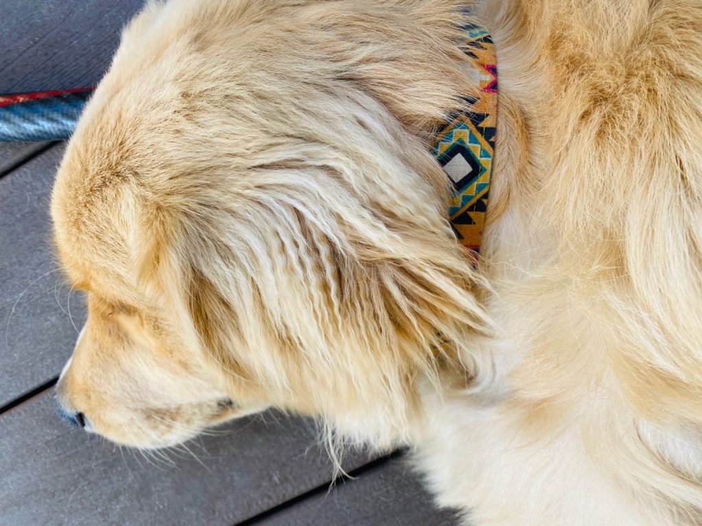southwest style dog collar