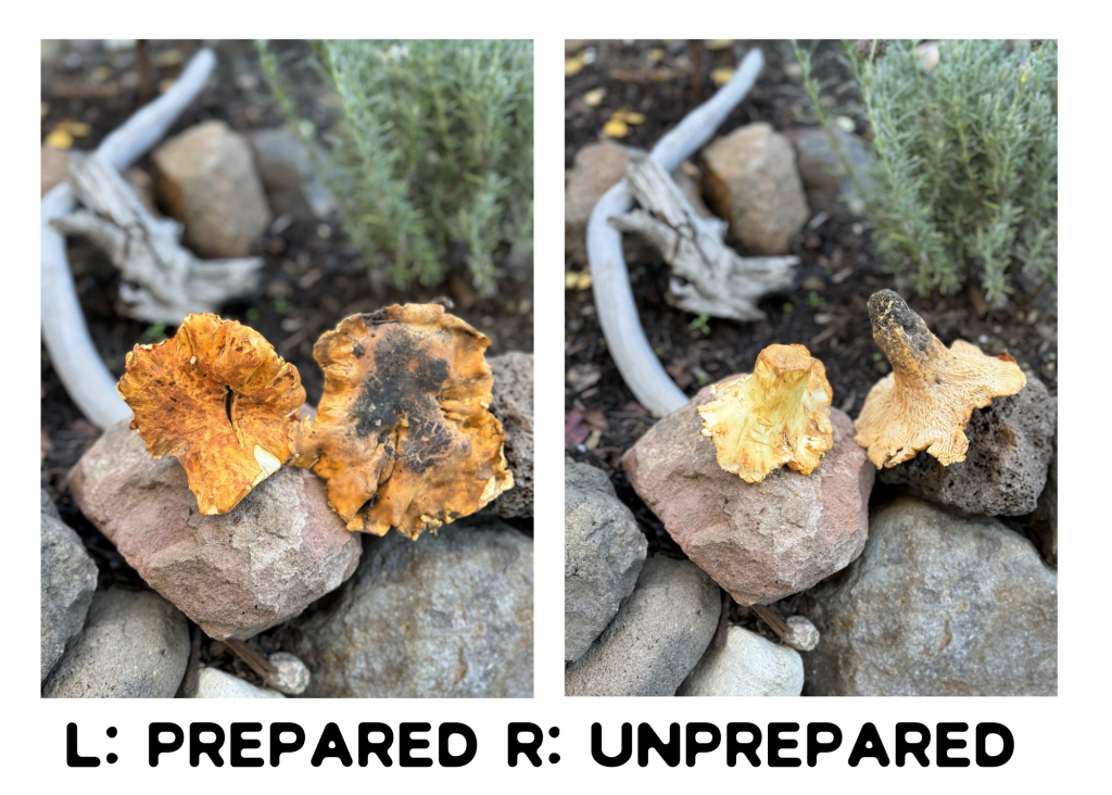 how to prepare chanterelles before and after